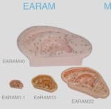 Ear Acupuncture Model