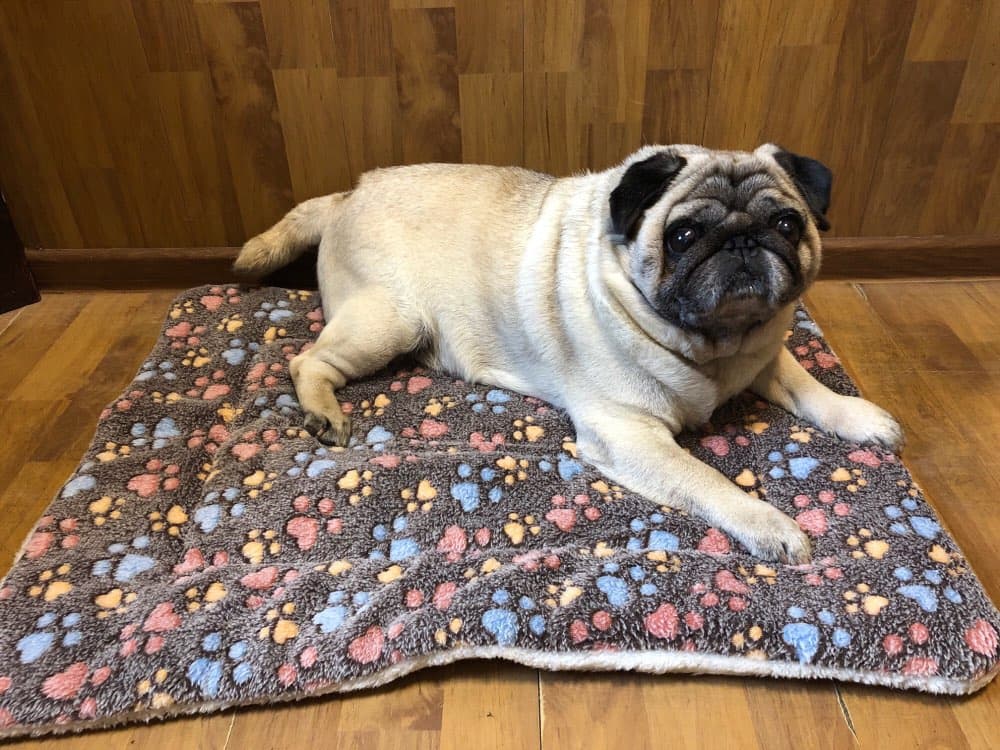 Cheap Price Reuesable Pet Dog Cat Pad Mat