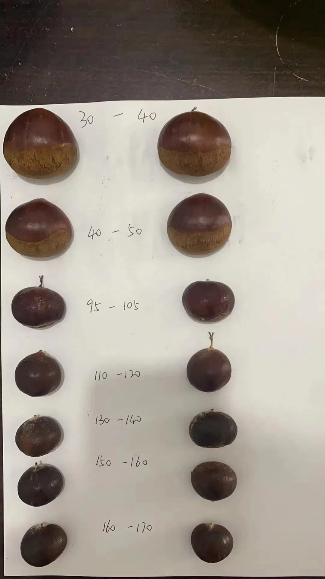 New Crop Fresh Chestnut