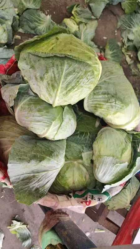 New Crop Fresh Cabbage