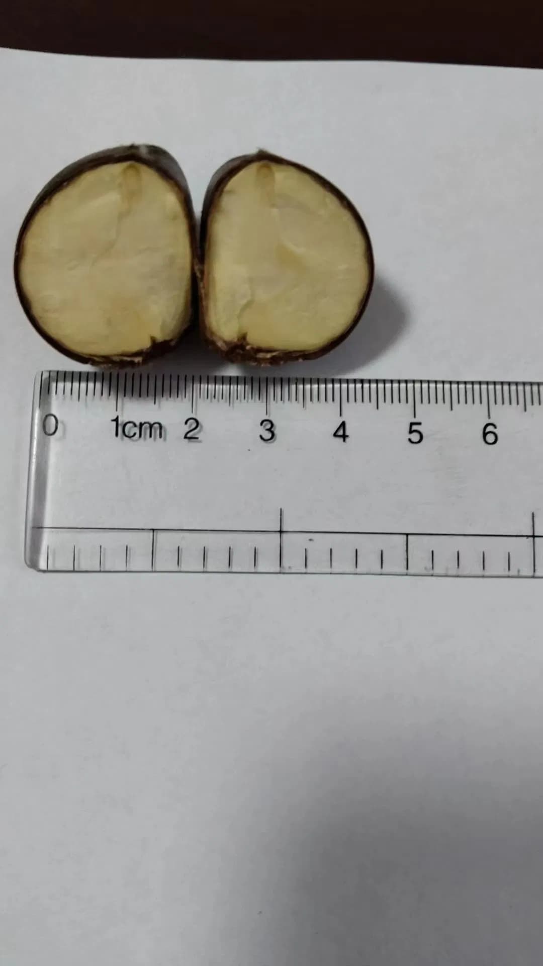 New Crop Fresh Chestnut