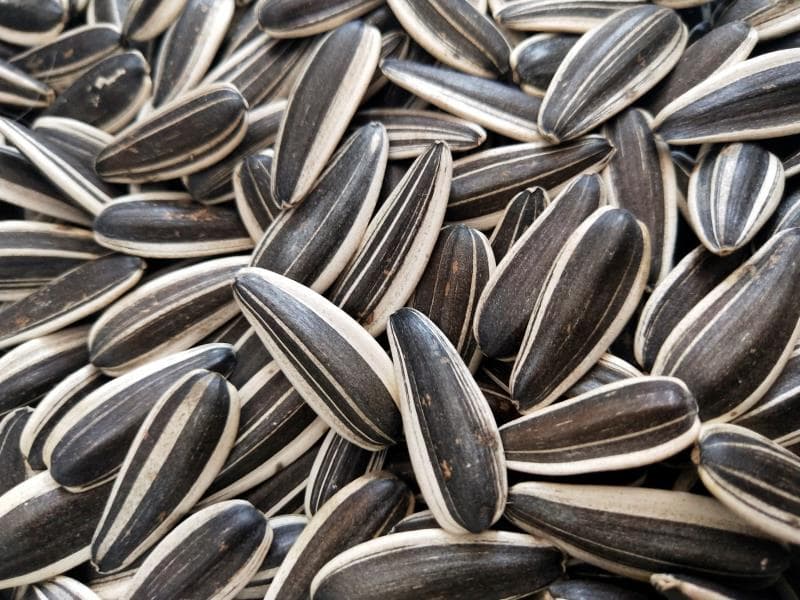 Good Taste Fresh Raw Chinese Natural Sunflower Seeds Black Skin Sunflower