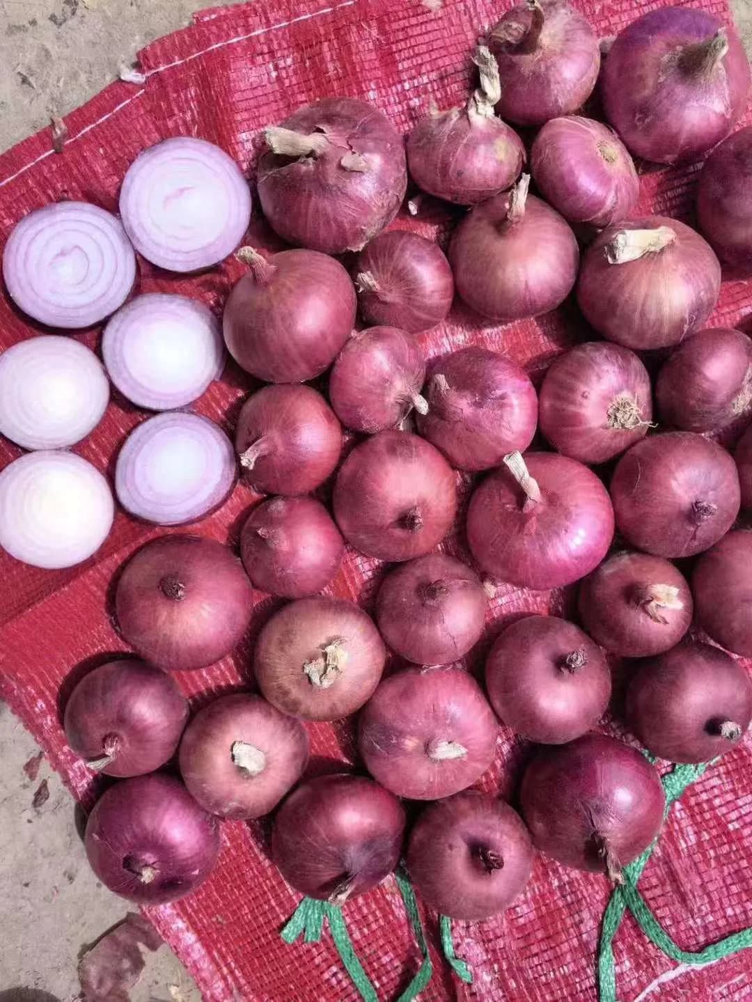 Fresh Red/Yellow Onion High Quality From China