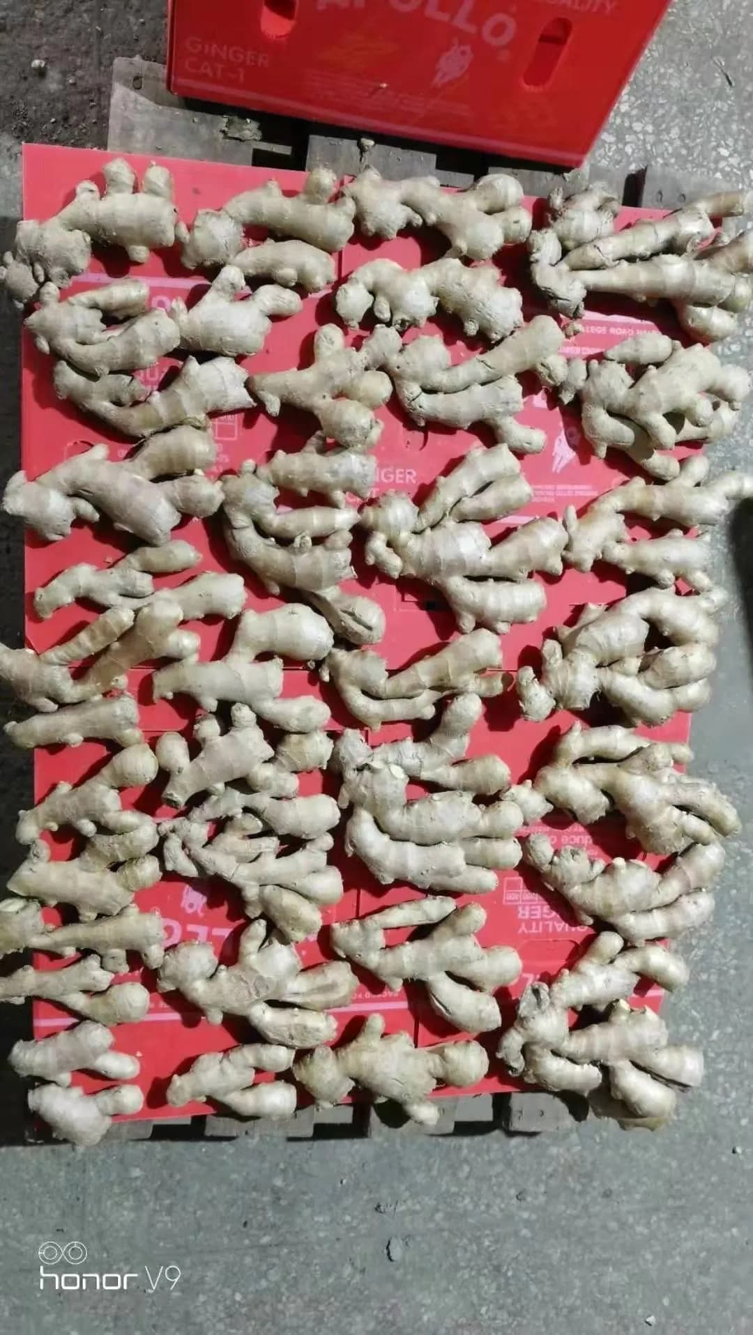 New Crop Hot Sale Fresh Ginger and Air Dried Ginger with High Quality