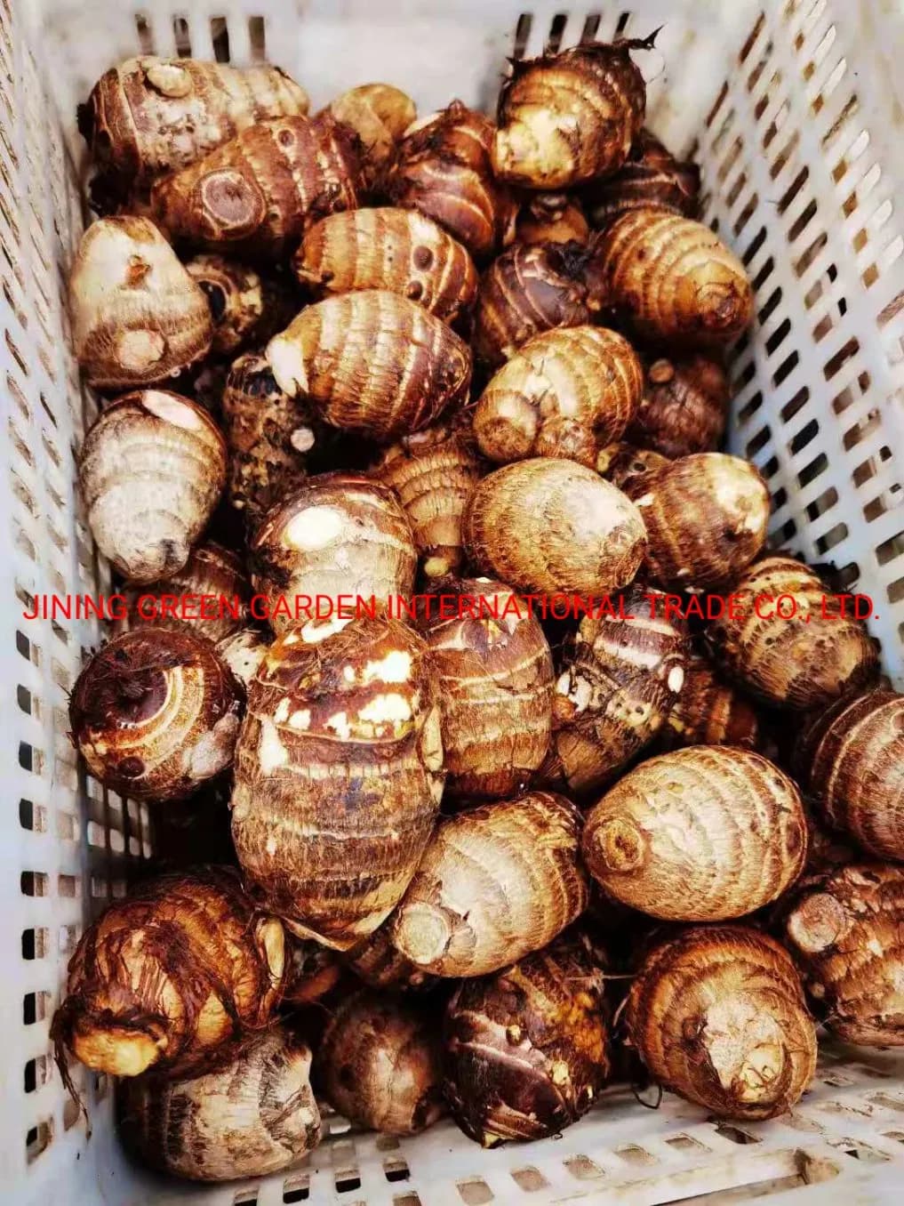 Fresh Taro 2021 New Season New Fresh Taro Chinese Taro