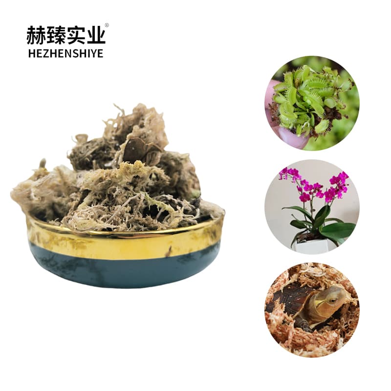 Colorful Sphagnum Moss for Glass Terrarium & Miniature Garden Decoration