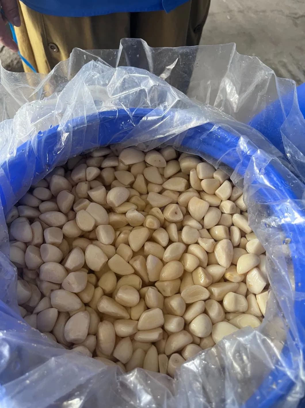 Garlic Cloves in Brine 250-350PCS/Kg in 50kg Plastic Drum for Indurstry Use