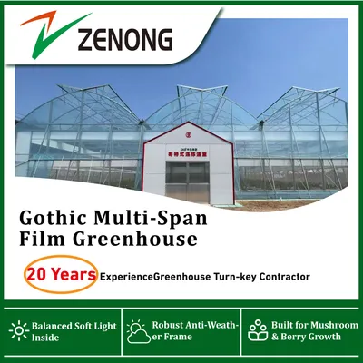Custom Gothic Multi-Span Film Greenhouse for Berry Fruit Cultivation