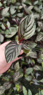 Calathea Ornata Sanderana Tray Seedling Tissue Culture Plants Wholesale