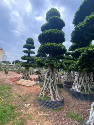 High Quality Ficus Microcarpa Bonsai Outside Live Plants