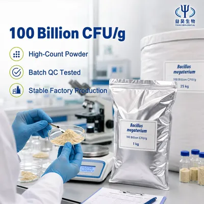 Pure Fermented Bacillus Megaterium Strain with ISO9001 Certification for Probiotic Formulation
