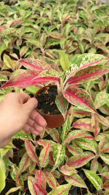 Aglaonema Night Sparkle Natural Seedling