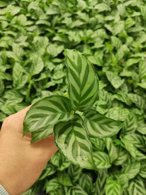 Calathea Freddy Tray Seedling Tissue Culture Plant Wholesale