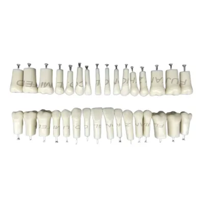Resin Replacement Teeth for Nissin 200 500 Typodonts