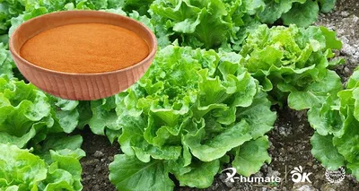 X-Humate Natural Bio 90 Fulvic Acid Brown Powder