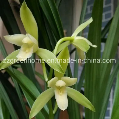 Natural Cymbidium Hybrids Live Chinese Orchid