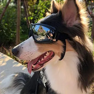 Large Dog Pet Glasses