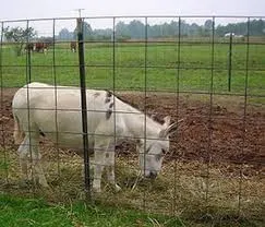 Hot-Dipped Galvanized Iron Wire Pastureline/Farm/Field/Sheep Fences
