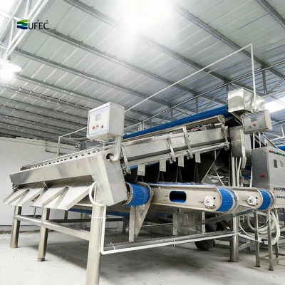 Large Capacity Shrimp Grading Machine Industrial Fast Sorting Machine