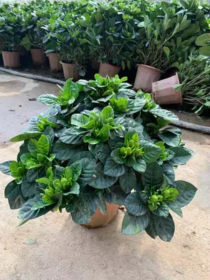 Wholesale Live Plants Gardenia Jasminoides