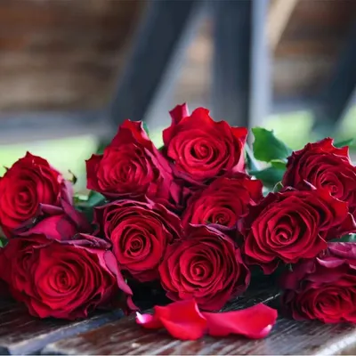 Rodes Fresh Red Rose Real Flower Wholesale China Send From Dounan Base Fresh Cut Flowers Valentine′ S Day Wedding Bouquet Wholesale Florist