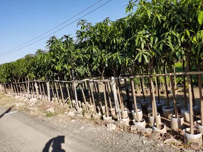 Live Plants Mango Fruit Tree and Mangifera Indica Grafted Tree