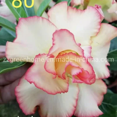 Live Adenium Obesum Natural Desert Rose Indoor &Outdoor Potted Flower