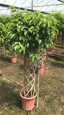 High Quality Ficus Cage Ficus Microcarpa Bonsai Live Plants