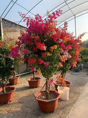 Bougainvillea Spectabilis Bonsai Ornamental Plants