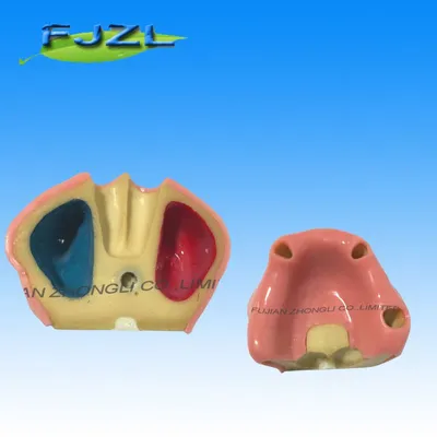 Dental Maxillary Sinus Lift Implant Training Model for Implant Practice and Teaching