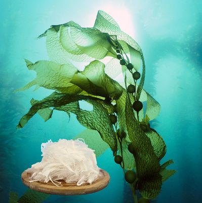 Alginate Fiber for Health Care