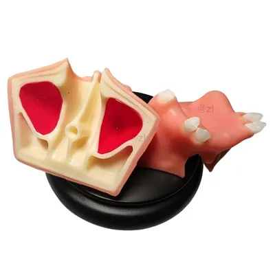Dental Sinus Lift and Anterior Implant Training Model