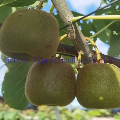 Wholesale Large Shape Fresh Delicius Sweet New Fruit Kiwi Berry and Actinidia
