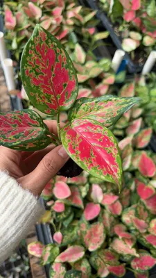 Aglaonema Red Valentine Seedlings Tissue Culture Indoor Plants