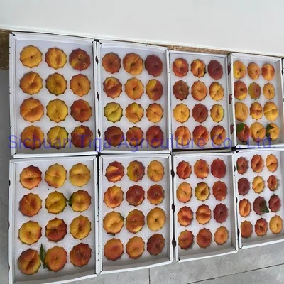 Hot Sale Delicious Fresh Sweet Donut Peach Summer Fruit