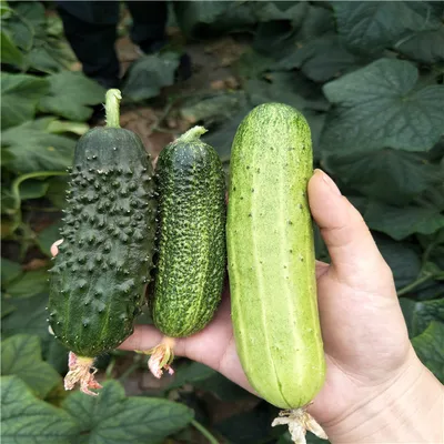 Suntoday Cucumber Seeds13013
