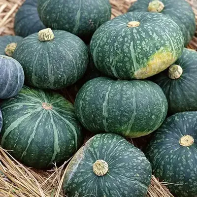 High Yield Mini Smooth Dense Powdery Flesh Soft Tender Sweet Taste Premium Fresh Vegetables Beibei Pumpkin