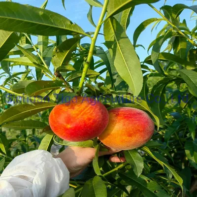 Organic New Flavored Healthy Fresh Sweet Summer Peach