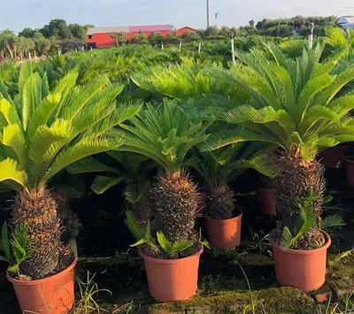 Wholesale Cycas Revoluta Live Plants in Peatmoss Plants
