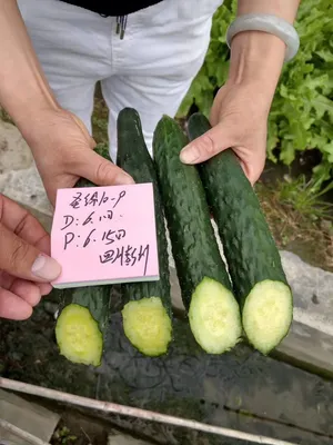 Suntoday Green Cucumber Seeds with Thorn