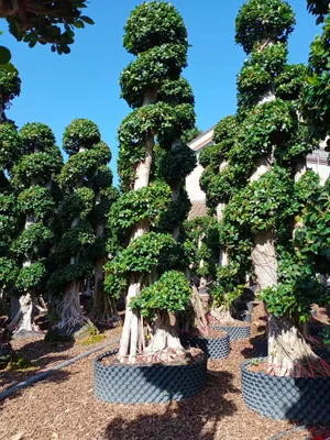 Ficus Bonsai Living Plants Bonsai Wholesale