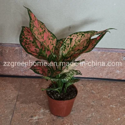 Real Ornamental Indoor Plants Wish Aglaonema Live Plants