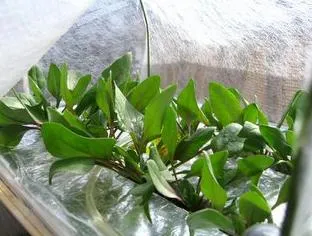Plant Cover with 100%Polyprpopylene Spunbond Nonwoven Fabric