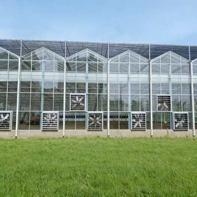 Venlo Type Glass Greenhouse Manufacturer for All Weather Intelligent Vegetable Growing