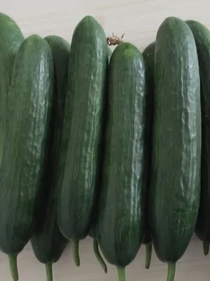 Suntoday Cucumber Seeds 13007