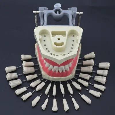 Columbia's Advanced Dental Model with Replacement Teeth