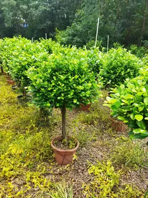Wholesale Ficus Bonsai Ficus 1 Step Outdoor Live Plants