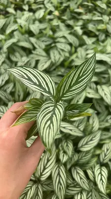 Live Ornamental Plants Calathea Vitata Seedling