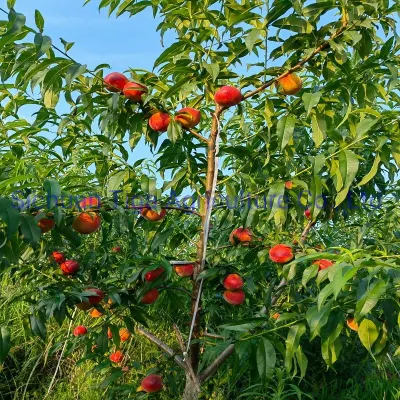 Whole Sale Large Shape Sweet Fresh Premium Quality No Heavy Metal Peach