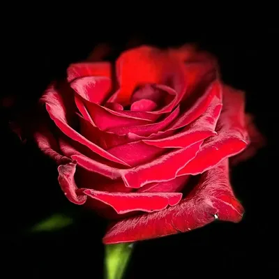 Legendary Red Rose Fresh Real Flowers Wholesale Fresh Cut Flowers Valentine′ S Day Wedding Bouquet Send From Yunnan Kunming Base